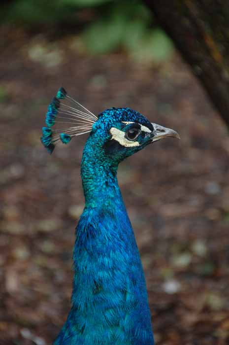 peacock in Beacon Hill Park